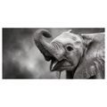 OBRAZ RADOSTNÝ SLONÍ OKAMŽIK - OBRAZY SLONI - OBRAZY