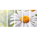 5-PIECE CANVAS PRINT DAISY FLOWERS - PICTURES FLOWERS - PICTURES