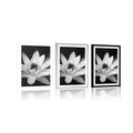 POSTER WITH MOUNT BLACK AND WHITE WATER LILY - BLACK AND WHITE - POSTERS