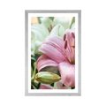 POSTER WITH MOUNT PINK LILY IN BLOOM - FLOWERS - POSTERS