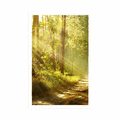 POSTER MIT PASSEPARTOUT SONNENSTRAHLEN IM WALD - NATUR - POSTER