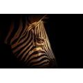 FOTOTAPETE ZEBRAPORTRÄT - TAPETEN MIT TIERMOTIVEN - TAPETEN