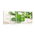 5-PIECE CANVAS PRINT GREEN FOUR-LEAF CLOVERS - STILL LIFE PICTURES{% if product.category.pathNames[0] != product.category.name %} - PICTURES{% endif %}