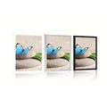 POSTER BLUE BUTTERFLY ON A ZEN STONE - FENG SHUI - POSTERS