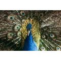 CANVAS PRINT PEACOCK IN BEAUTIFUL COLORING - PICTURES OF ANIMALS - PICTURES