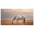 OBRAZ BÍLÝ KŮŇ V KRAJINĚ - OBRAZY KONĚ - OBRAZY
