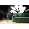 WALL MURAL BLACK AND WHITE GARDEN COSMOS FLOWER - BLACK AND WHITE WALLPAPERS - WALLPAPERS