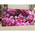 CANVAS PRINT DETAILED CHERRY BLOSSOMS - PICTURES FLOWERS - PICTURES