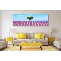 CANVAS PRINT PROVENÇAL LAVENDER FIELD - PICTURES OF NATURE AND LANDSCAPE - PICTURES