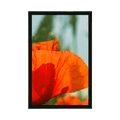 POSTER RED POPPY - FLOWERS - POSTERS