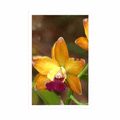 POSTER ORANGE ORCHIDEE - BLUMEN - POSTER