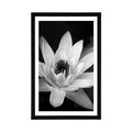 POSTER WITH MOUNT BLACK AND WHITE WATER LILY - BLACK AND WHITE - POSTERS