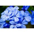 CANVAS PRINT WILD BLUE FLOWERS - PICTURES FLOWERS - PICTURES