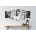 5-PIECE CANVAS PRINT DANDELION IN BLACK AND WHITE - BLACK AND WHITE PICTURES - PICTURES