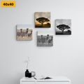 CANVAS PRINT SET ANIMALS LIVING ON THE SAVANNAH - SET OF PICTURES - PICTURES