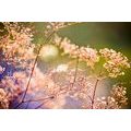 CANVAS PRINT FLORAL STILL LIFE - PICTURES OF NATURE AND LANDSCAPE - PICTURES