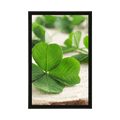 POSTER GREEN FOUR-LEAVE CLOVERS - NATURE - POSTERS