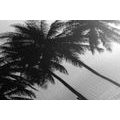 CANVAS PRINT SUNSET OVER PALM TREES IN BLACK AND WHITE - BLACK AND WHITE PICTURES{% if product.category.pathNames[0] != product.category.name %} - PICTURES{% endif %}