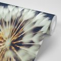 SELF ADHESIVE WALL MURAL DANDELION ON A DARK BACKGROUND - SELF-ADHESIVE WALLPAPERS - WALLPAPERS