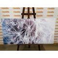 CANVAS PRINT MACRO DANDELION - PICTURES FLOWERS - PICTURES