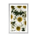 POSTER WITH MOUNT MEDICINAL CHAMOMILE FLOWERS - FLOWERS - POSTERS