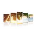 5-PIECE CANVAS PRINT SUNRISE ON A CARIBBEAN BEACH - PICTURES OF NATURE AND LANDSCAPE - PICTURES