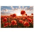 TABLEAU SUR TOILE – COQUELICOTS AU COUCHER DU SOLEIL - TABLEAUX DE CHAMPS ET PRAIRIES - TABLEAUX