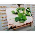 CANVAS PRINT OF GREEN FOUR-LEAF CLOVERS - STILL LIFE PICTURES - PICTURES