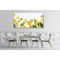 CANVAS PRINT MIX OF CITRUS FRUITS - PICTURES OF FOOD AND DRINKS - PICTURES