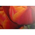 CANVAS PRINT BEAUTIFUL TULIPS IN A MEADOW - PICTURES FLOWERS - PICTURES