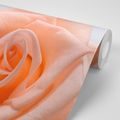 WALL MURAL ROSE IN A PEACH SHADE - WALLPAPERS FLOWERS - WALLPAPERS