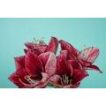 PAPIER PEINT PHOTO AUTOCOLLANT AMARYLLIS EXOTIQUES SUR FOND TURQUOISE - PAPIERS PEINTS AUTOCOLLANTS - PAPIER PEINT