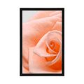 POSTER ROSE IM PFIRSICHTON - BLUMEN{% if product.category.pathNames[0] != product.category.name %} - GERAHMTE POSTER{% endif %}