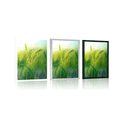 AFFICHE BRINS D'HERBE - NATURE - AFFICHES