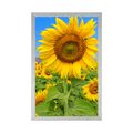 POSTER SUNFLOWER FIELD - FLOWERS - POSTERS