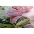 CANVAS PRINT BLOOMING LILIES IN THE GARDEN - PICTURES FLOWERS - PICTURES