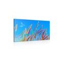 CANVAS PRINT WILD GRASS UNDER A BLUE SKY - PICTURES OF NATURE AND LANDSCAPE - PICTURES