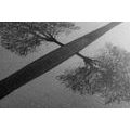 CANVAS PRINT STARRY SKY ABOVE A LONELY TREE IN BLACK AND WHITE - BLACK AND WHITE PICTURES - PICTURES