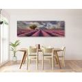 CANVAS PRINT LANDSCAPE OF LAVENDER FIELDS - PICTURES OF NATURE AND LANDSCAPE - PICTURES