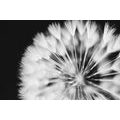 CANVAS PRINT DANDELION IN BLACK AND WHITE - BLACK AND WHITE PICTURES - PICTURES