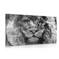 CANVAS PRINT LION'S FACE IN BLACK AND WHITE - BLACK AND WHITE PICTURES{% if product.category.pathNames[0] != product.category.name %} - PICTURES{% endif %}