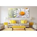 5-PIECE CANVAS PRINT DAISY FLOWERS - PICTURES FLOWERS - PICTURES