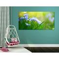 CANVAS PRINT FLOWERS ON A MEADOW IN SPRING - PICTURES FLOWERS - PICTURES