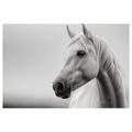WANDBILD WEISSES PFERD IM NEBEL - BILDER VON PFERDEN - BILDER