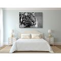 CANVAS PRINT BENGAL TIGER IN BLACK AND WHITE - BLACK AND WHITE PICTURES - PICTURES