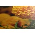 CANVAS PRINT AZTEC MARIGOLD - PICTURES FLOWERS - PICTURES