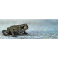 CANVAS PRINT FROG - PICTURES OF ANIMALS{% if product.category.pathNames[0] != product.category.name %} - PICTURES{% endif %}