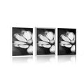 POSTER GARDEN COSMOS FLOWER IN BLACK AND WHITE - BLACK AND WHITE - POSTERS