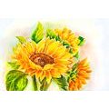 CARTA DA PARATI BELLISSIMO GIRASOLE - FIORI DI CARTA DA PARATI - CARTA DA PARATI