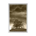 POSTER SEPIA LONELY TREES - BLACK AND WHITE - POSTERS